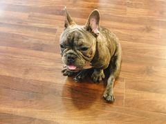 -柯斗斗主题餐厅·狗咖·围炉煮茶·茶饮(国瑞升平里店)