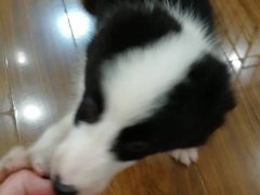 -翊宠yipet猫狗购宠庄园犬舍•猫舍