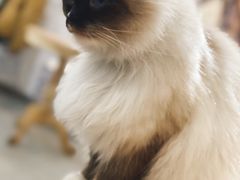 -共舞时光猫咖·狗咖(新街口店)