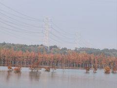 -南湖湿地公园