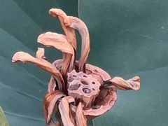-荷塘月色湿地公园·向阳花洲