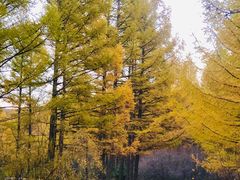 -塞罕坝国家级自然保护区