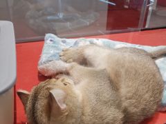 -babydoll猫舍·米努特·德文·缅因(久光中心店)