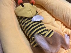 -逗柴咖啡屋·狗咖猫咖宠物桌游