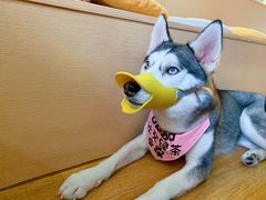 -Husky Go! 哈士奇体验馆·宠物咖啡厅狗咖