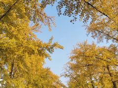 -三里屯东五街银杏大道