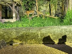 -清迈夜间动物园