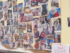 -顺强宠物诊所·狂犬免疫·夜诊·骨科(嘉定店)