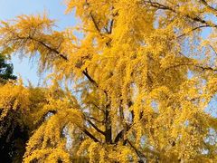 -四川大学(华西校区)