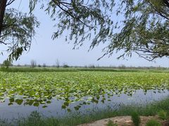 -野鸭湖国家湿地公园