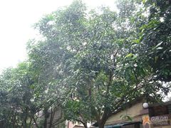 -广州大学(桂花岗校区)
