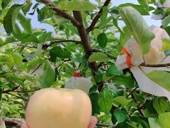 -君乐宝优致牧场