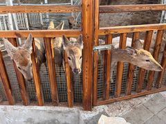 -北京鹿世界主题园