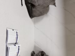 -宠颐生贝利健动物医院(谢家湾分院)