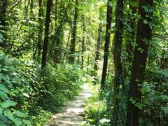 -素山寺森林公园