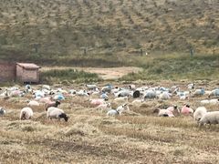 -扁都口生态休闲旅游区