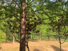 -黄海国家森林公园