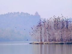 -东湖落雁景区