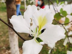 -番禺大夫山森林公园