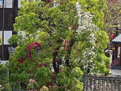 -鹅滋道(甘坑古镇店)