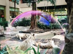 与白虎共餐-白虎自助餐厅·真老虎·景观自助餐厅(广州长隆酒店)