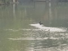 -八大山人梅湖景区