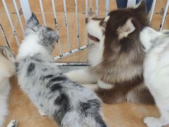 -Let's go狗咖·猫咖·奶狗·桌游(春熙路IFS店)