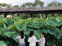 -池杉湖湿地公园