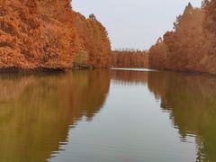-上海海湾国家森林公园