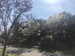 -南汇水蜜桃采摘(大团店)