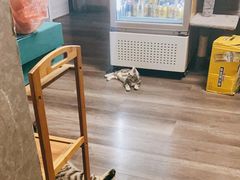 -猫尾侦探俱乐部·剧本杀·狼人杀