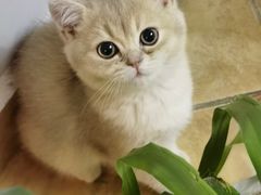 -宠爱国际动物医院·消化内科·心肾内科·ISFM猫友好(望京店)