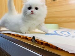 -欣宠猫屋·矮脚拿破仑·蓝金金渐层