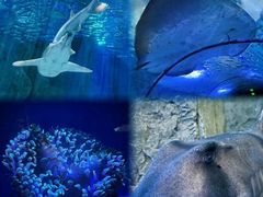 -悉尼海洋生物水族馆