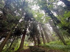 -武陵山森林公园