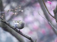-梅花山(明孝陵内)