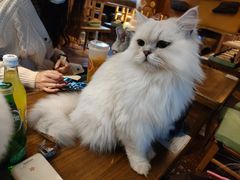 -猫猫幼稚园·撸猫·桌游·电玩