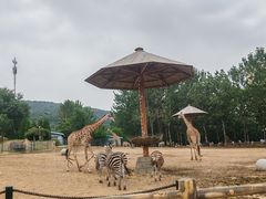 -大连森林动物园