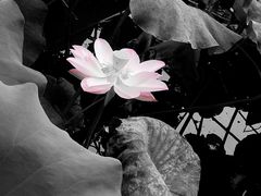 -四川大学(华西校区)