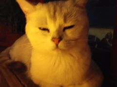 -壹六猫窝(谷德店)