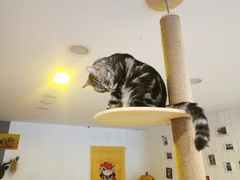 -平行世界·猫咖(首经贸店)