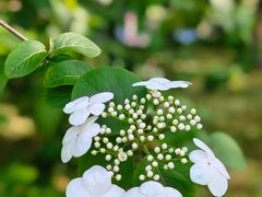 -陆家嘴中心绿地