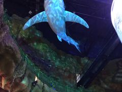 -青岛嘉年华主题乐园