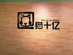 -猫十亿·布偶金渐层·曼基康矮脚猫舍(青年路店)