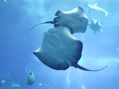 -珠海长隆海洋王国
