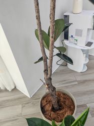 -HEYAN荷妍专业脱毛连锁机构