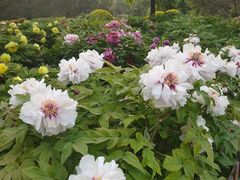 -莲花池公园