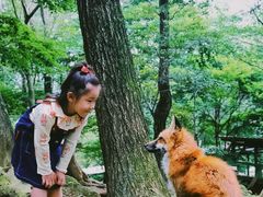 -宫城藏王狐狸村