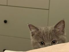 -瑞派名望志远动物医院·猫科·內科·异宠专科(直港大道店)