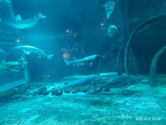 -华夏文旅海洋公园